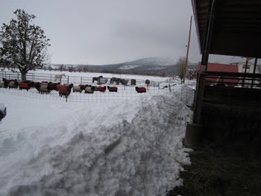 The snow on top of the barn has fallen off, collecting in drifts around it.