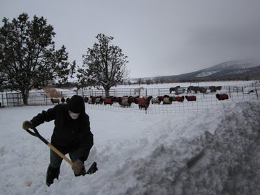 Here is Ken digging a path for the sheep through the snow.