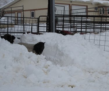 This ewe looks a little unsure about walking through the drifts.
