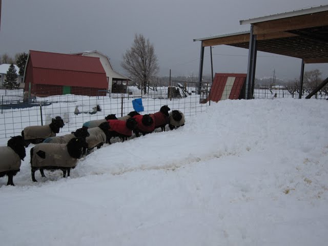 The sheep here are waiting for Ken to dig a path to their hay.