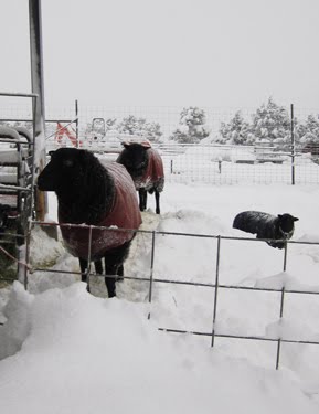 This lamb looks like it's about to climb over the fence!