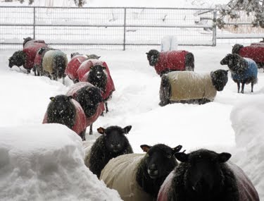 The Black Welsh Mountain sheep flock, all covered in coats, walk down a path through the snow.