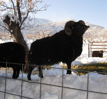 This ram is looking rather majestic on top of his snow pile.