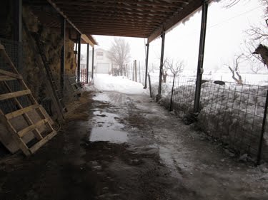 The covered lane next to the hay barn is wet, muddy, and miserable. 