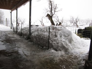 The snow is piled up in nearly four-foot drifts!