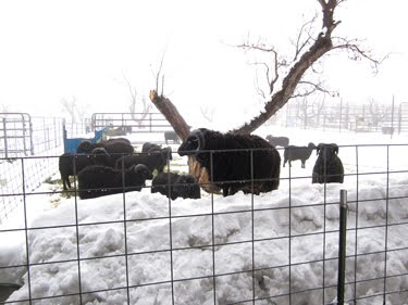Fortunately, the rams haven't tried to escape over the drifts yet. 