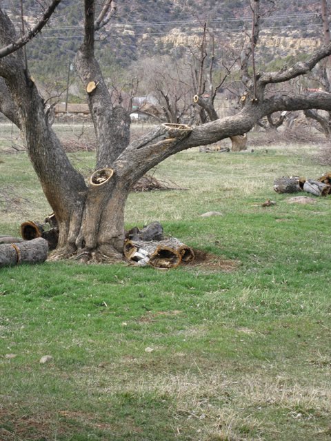 Wood and logs cut from the orchard are ready for disposal. 