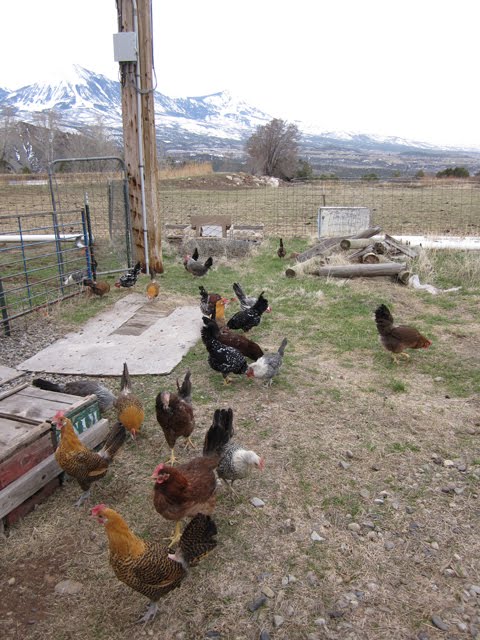 The chickens are enjoying their springtime jaunts outside the coop. 