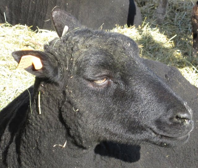 This Black Welsh Mountain ewe is enjoying her seat in the sun.