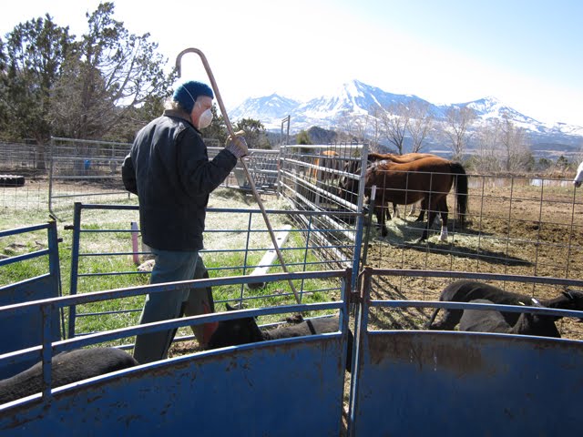Here, Ken is using a crook to help sheep through the corral. 