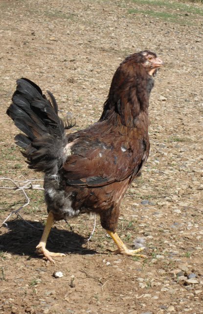 A Russian Orloff chicken struts around in the sun. 