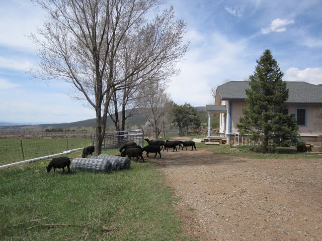 Woolly Lawnmowers