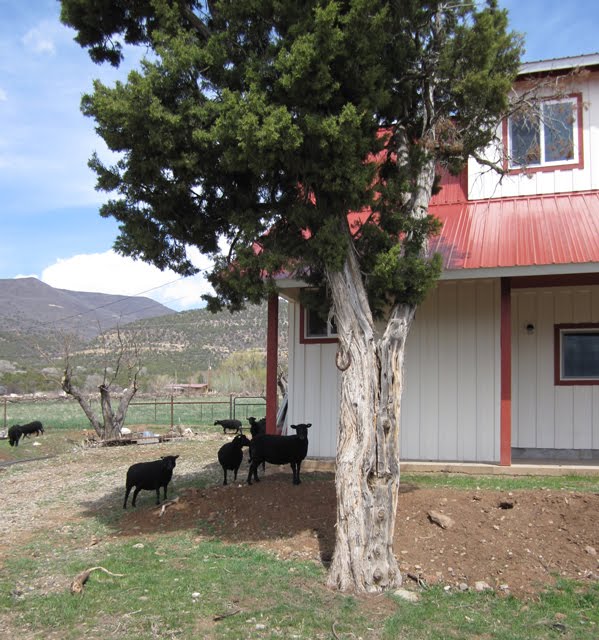 Here you can see a few ewes hanging out near the shop.