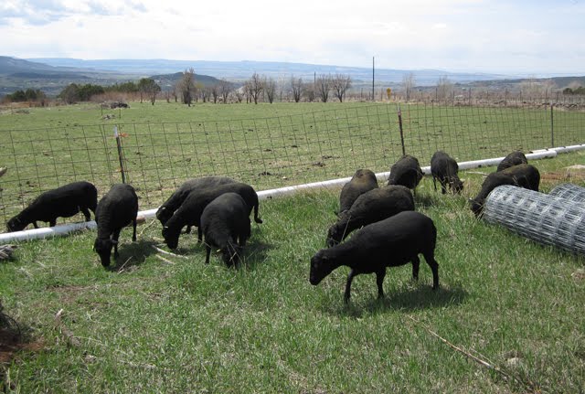The ewes are happily munching on the green grass. 