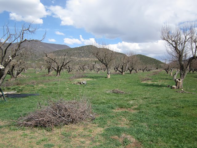The apple orchard is full of various piles of pruned branches.