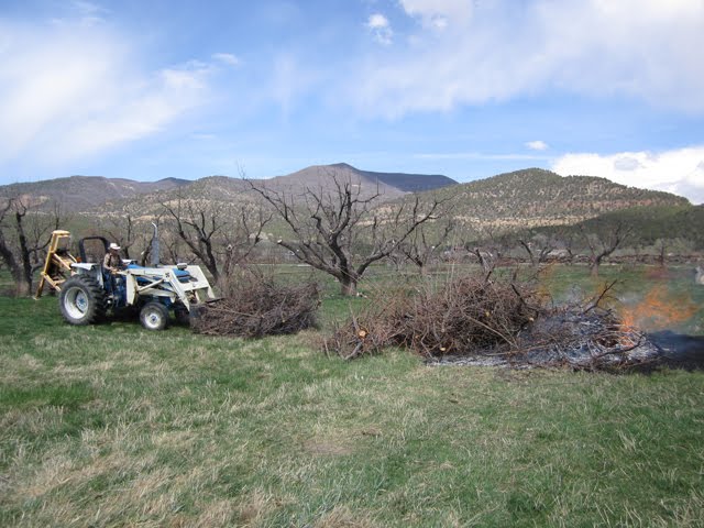 Loading more brush onto the burning pile. 