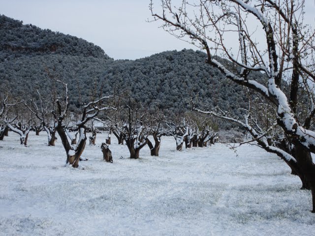 Fresh snow covers the trees and the ground.
