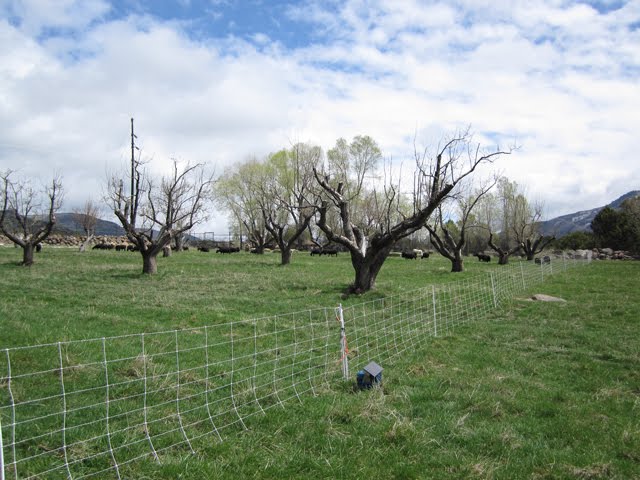 The pregnant ewes are out on their newly-exposed pasture. 