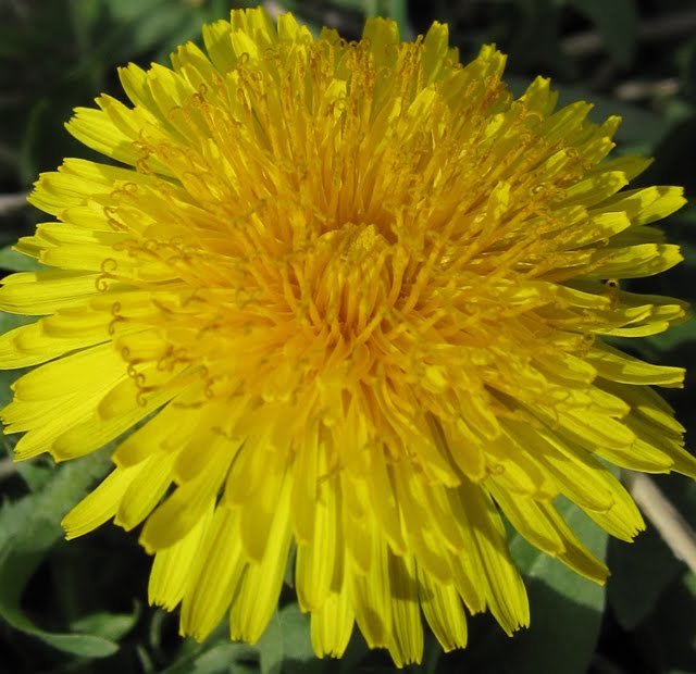 A dandelion is in bloom, despite the snow. 