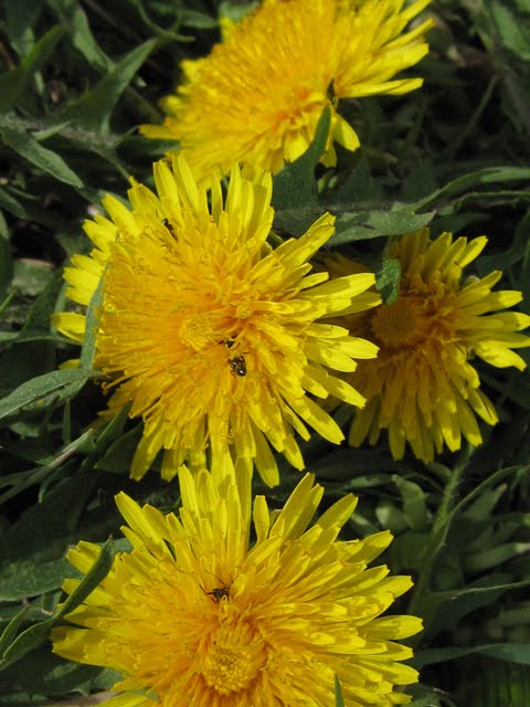 A few early ants are scavenging pollen and nectar from some dandelions. 