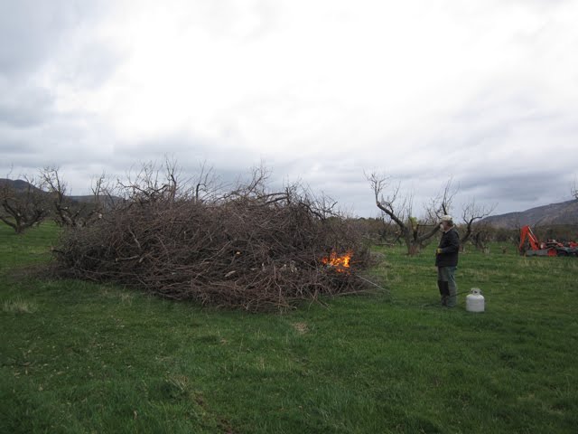 A pile of brush is burning down in the middle of a pasture. 