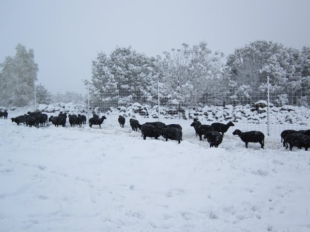 The Black Welsh Mountain sheep walk together along the fence line. 