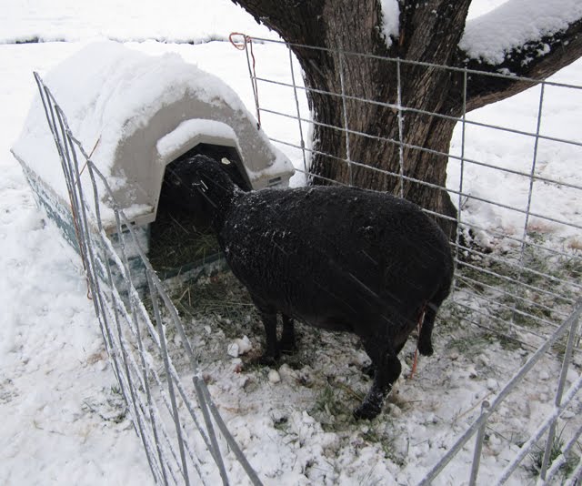 This ewe has her own cage, plus a dog house to keep her new lamb warm. 