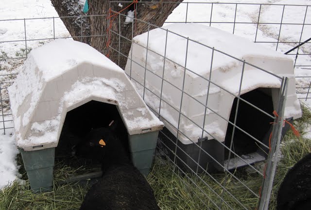 Several cages are set up with hay and doghouses to keep the sheep warm and fed.