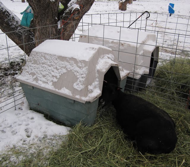 Several cages are set up with hay and doghouses to keep the sheep warm and fed.