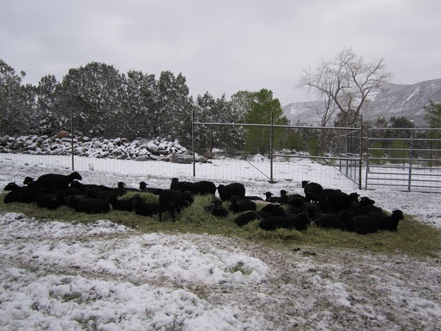 The rest of the sheep flock huddles together in some hay.