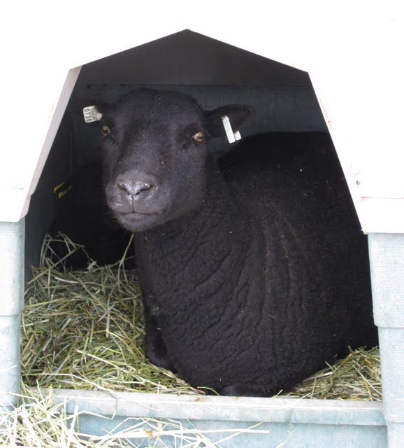 Morwenna the ewe has found her way into the dog house as well.