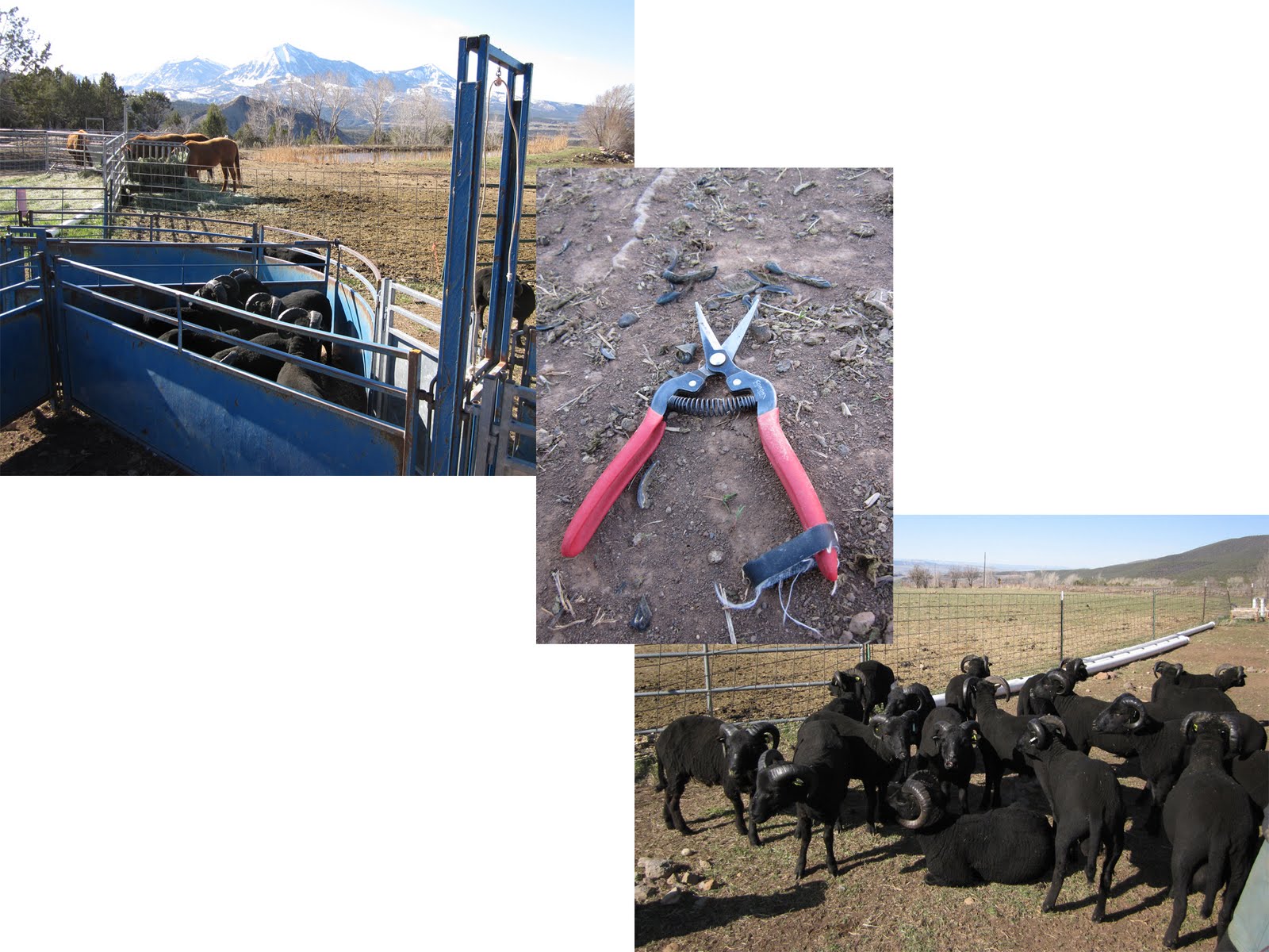 A collage of photos showing some toe nippers, a corral, and plenty of Black Welsh Mountain rams. 