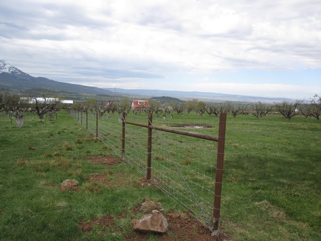 The new permanent divider fence between pastures is looking nice.