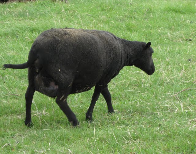A very wide-looking Black Welsh Mountain ewe.