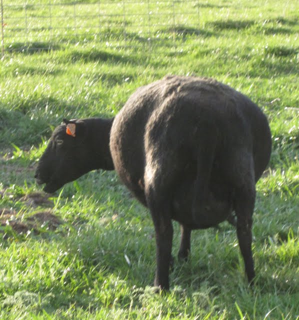 A very wide-looking Black Welsh Mountain ewe.