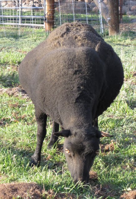 A very wide-looking Black Welsh Mountain ewe.