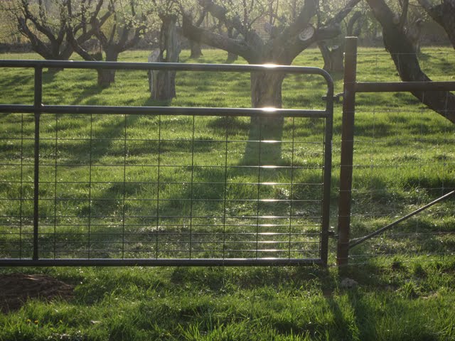 The gate for the new pasture section looks great, too.