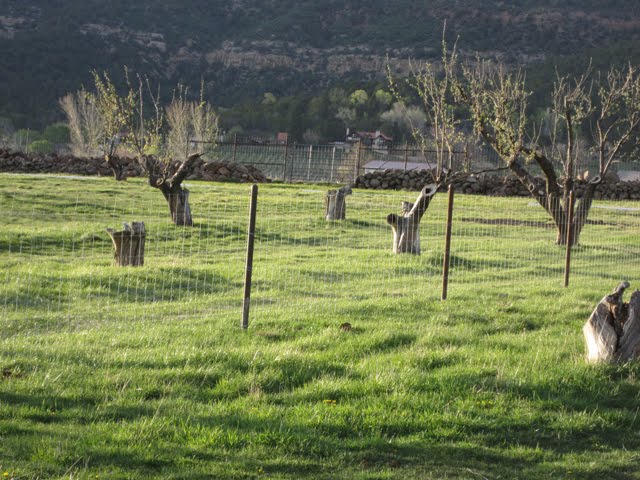 A view of the apple trees behind the new fence.