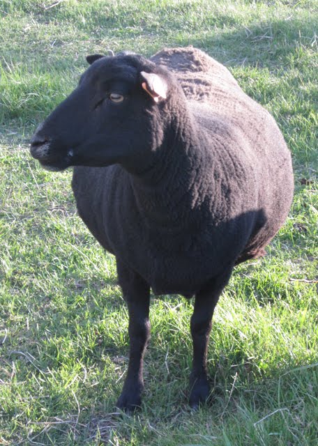 A very wide-looking Black Welsh Mountain ewe.