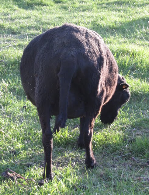 A very wide-looking Black Welsh Mountain ewe.