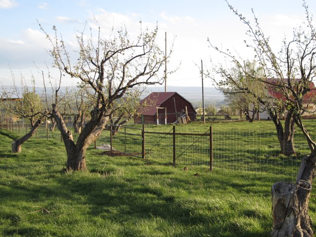 A look back at the red barn and the shop behind the new fence.