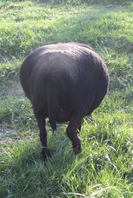 A very wide-looking Black Welsh Mountain ewe.