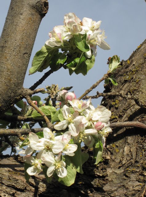 More pretty apple blossoms. 