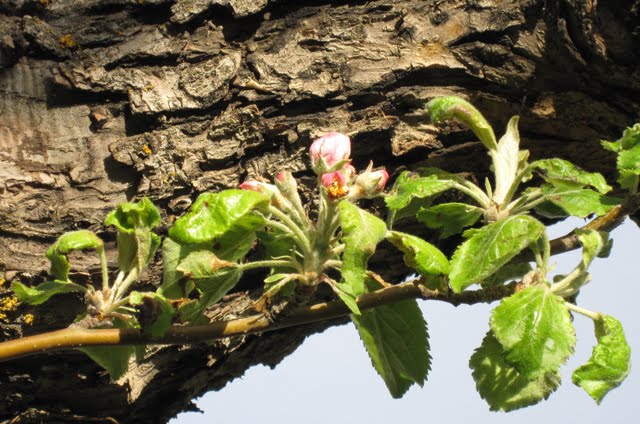 A close-up picture of beautiful apple blossoms. 