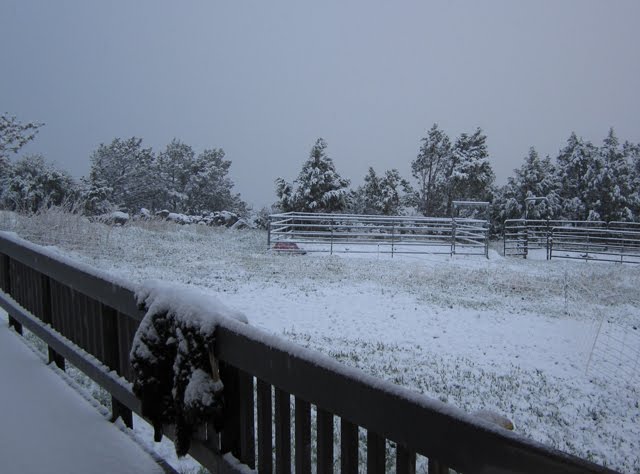 Railings, fences, and trees are covered in snow. 