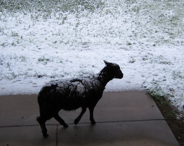 A lone sheep seeks shelter from the snow.