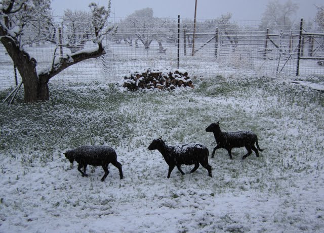 A trio of lambs walks together through the fresh snow. 