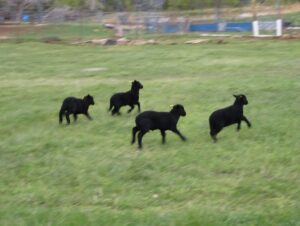 A group of black lambs plays together in their pasture. 