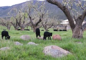 The lambs play together on exposed rocks. 