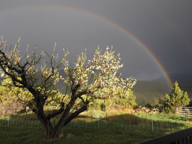 A stunning rainbow crosses the sky after a heavy rain.
